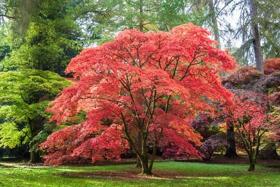 Japanese Maple tree