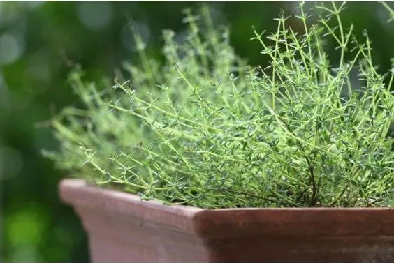 Potted herb garden