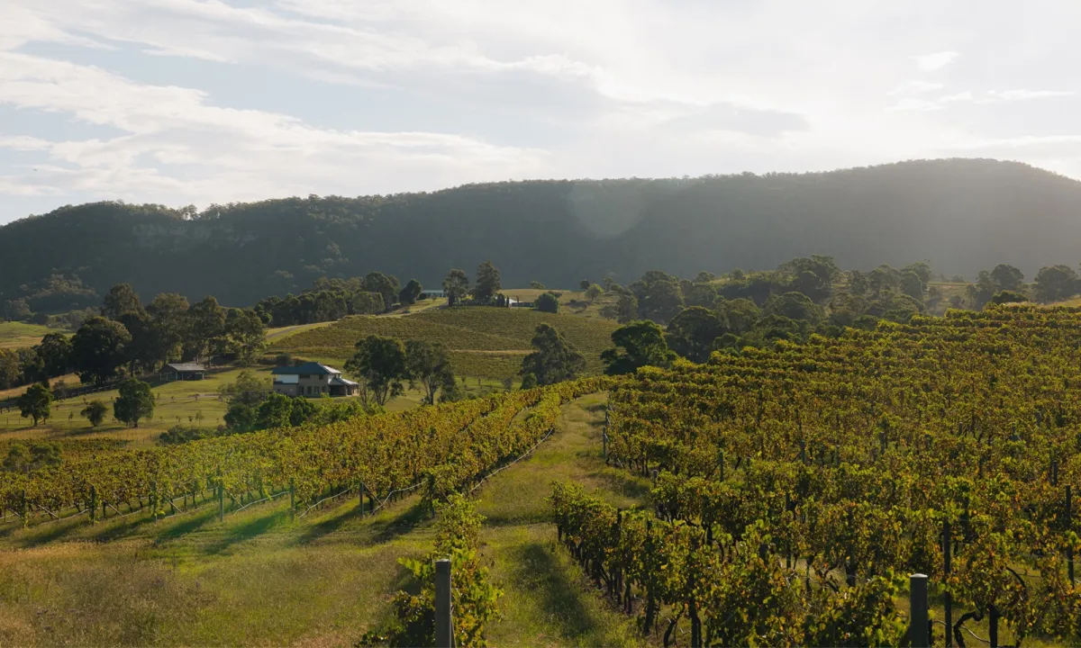 Aerial view of Millfield Rise Estate vineyard with rows of grapevines in the foreground, a farmhouse with blue roof in the middle distance, rolling green hills and native forest in the background under a cloudy sky.