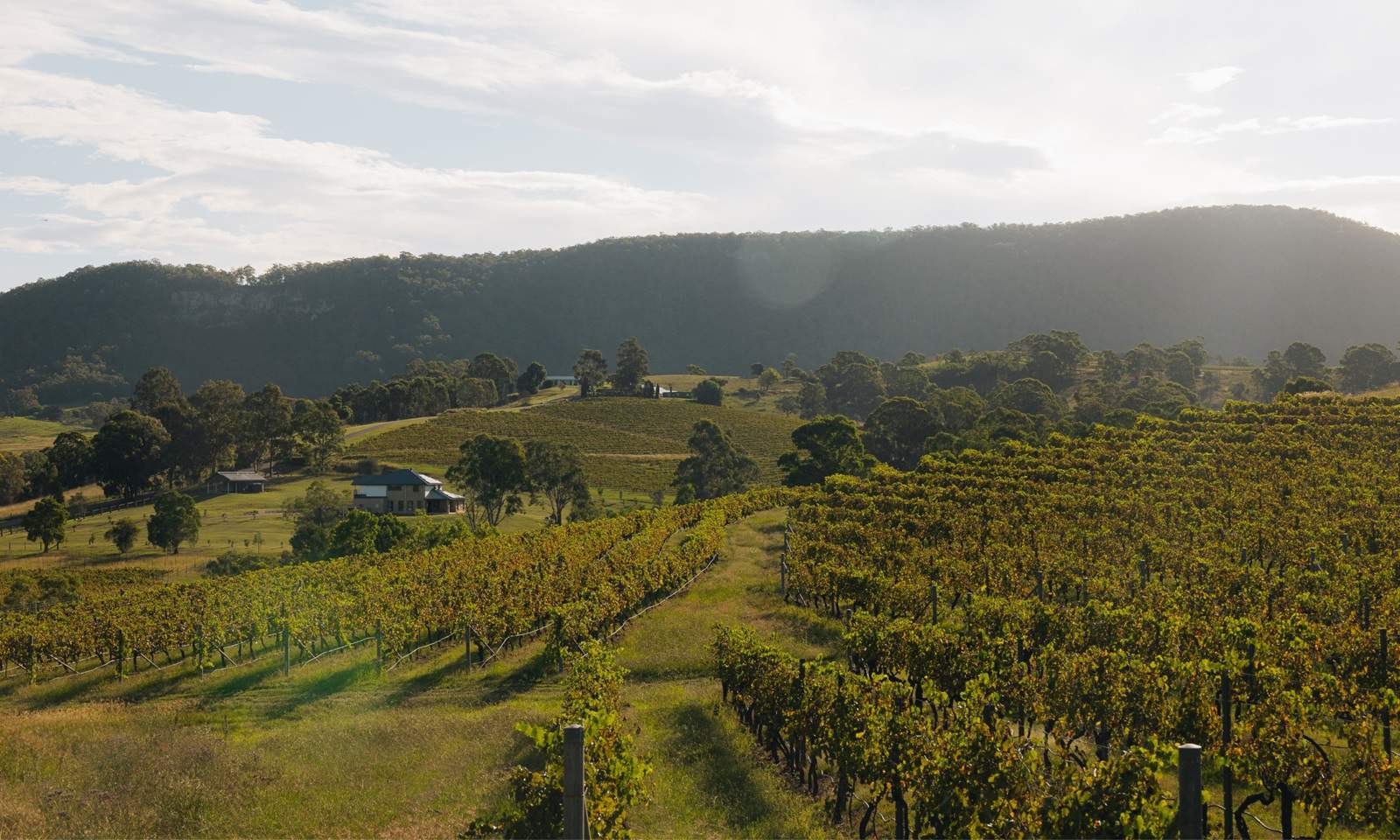 Lot 138 Masked Owl Ch, Millfield — gallery image 6