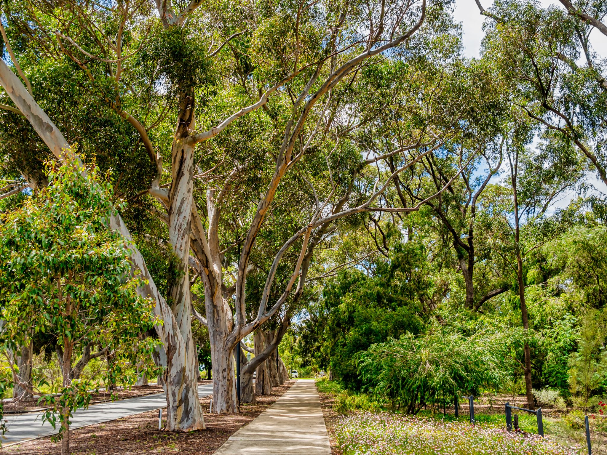 St Ives, NSW